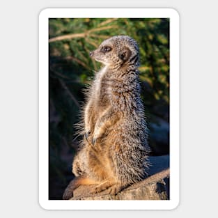 Meerkat at Peak Wildlife Park Sticker